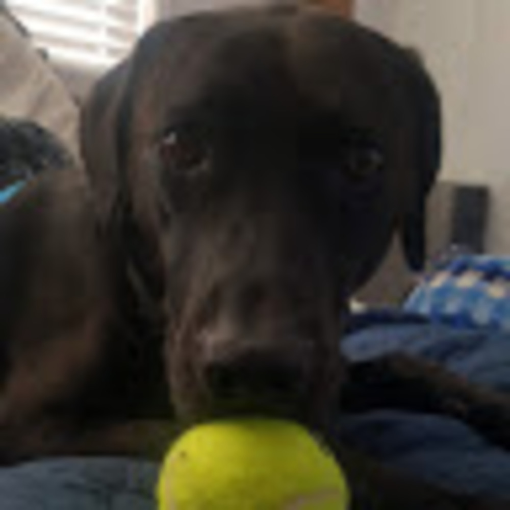 Meet your Posher, Carl